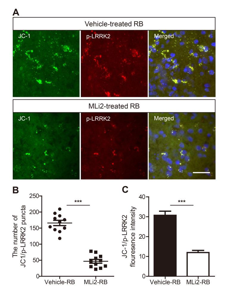 https://cdn.ncbi.nlm.nih.gov/pmc/blobs/1e52/10938073/656c941e7139/en-33-1-36-f4.jpg