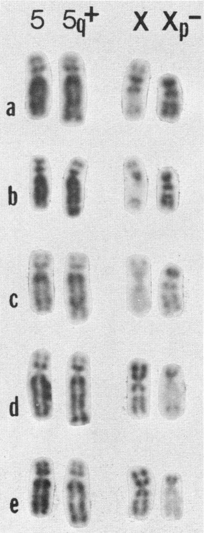 https://cdn.ncbi.nlm.nih.gov/pmc/blobs/1e52/1685082/fea7ba678e9d/ajhg00364-0024-a.jpg