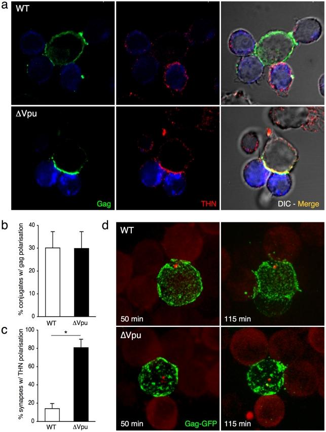 https://cdn.ncbi.nlm.nih.gov/pmc/blobs/1e52/2887479/0d355f8a6cb5/ppat.1000955.g003.jpg