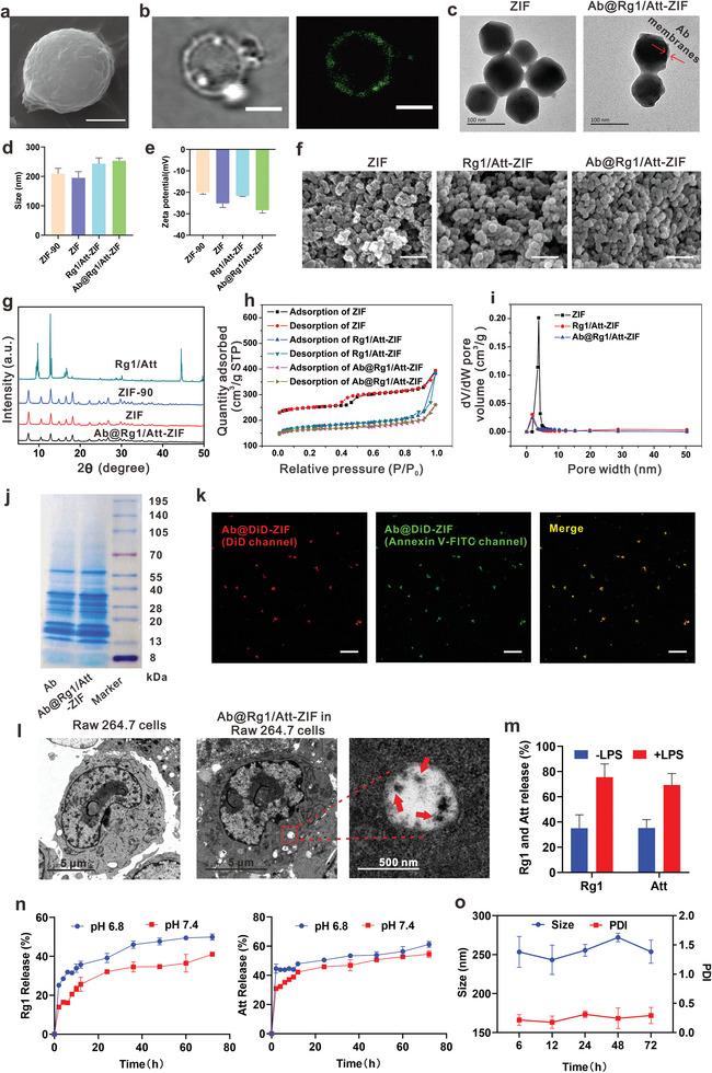 https://cdn.ncbi.nlm.nih.gov/pmc/blobs/1e55/11481235/80a565e99d90/ADVS-11-2405886-g003.jpg