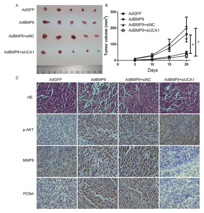 https://cdn.ncbi.nlm.nih.gov/pmc/blobs/1e55/5979556/4babad06c859/ijms-19-01116-g005.jpg