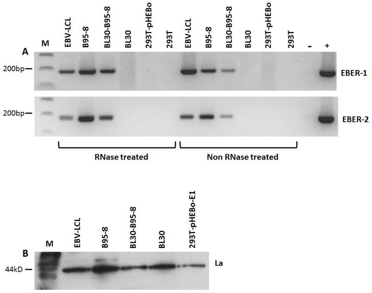 https://cdn.ncbi.nlm.nih.gov/pmc/blobs/1e5b/4045842/842dc3347ec0/pone.0099163.g005.jpg