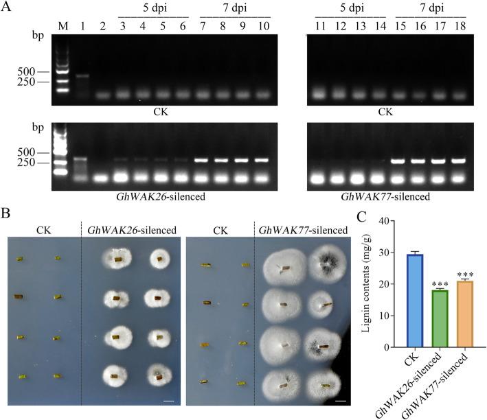 https://cdn.ncbi.nlm.nih.gov/pmc/blobs/1e5b/8122570/927a551ca3d7/12870_2021_2992_Fig6_HTML.jpg