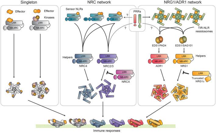 https://cdn.ncbi.nlm.nih.gov/pmc/blobs/1e5f/10561179/ff013792fd73/EMBR-24-e57495-g004.jpg