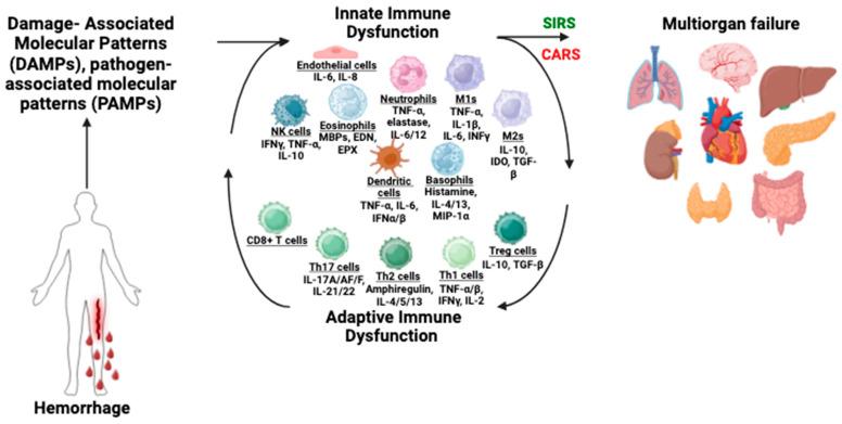 https://cdn.ncbi.nlm.nih.gov/pmc/blobs/1e64/11673815/791c0467a8e9/biomedicines-12-02889-g002.jpg