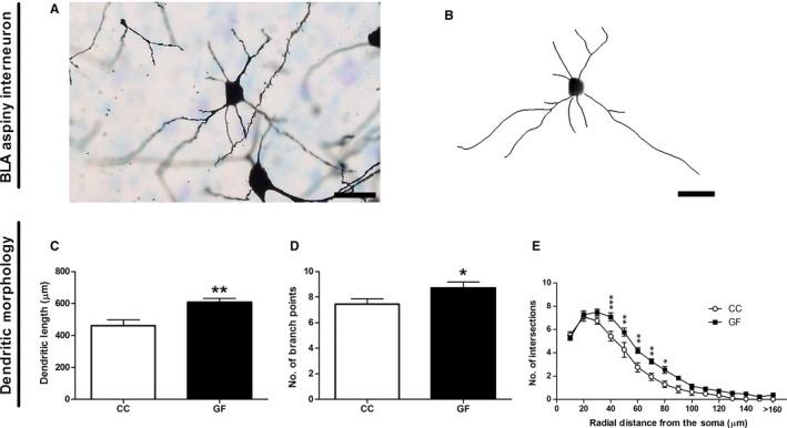 https://cdn.ncbi.nlm.nih.gov/pmc/blobs/1e64/5113767/7b84ea58250f/EJN-44-2654-g002.jpg