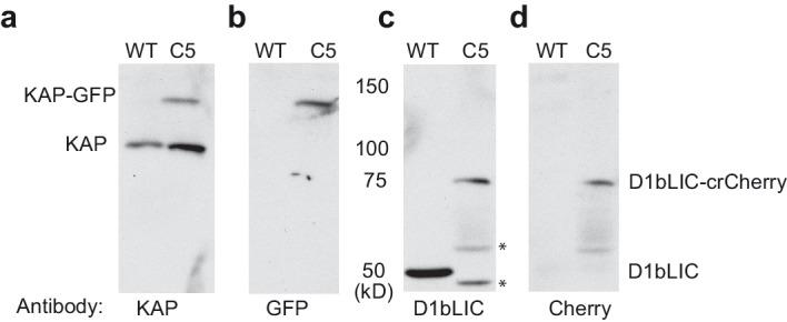 https://cdn.ncbi.nlm.nih.gov/pmc/blobs/1e65/5662288/017880046024/elife-28606-fig4-figsupp1.jpg