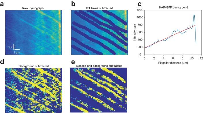 https://cdn.ncbi.nlm.nih.gov/pmc/blobs/1e65/5662288/b97c71953aed/elife-28606-fig5-figsupp2.jpg