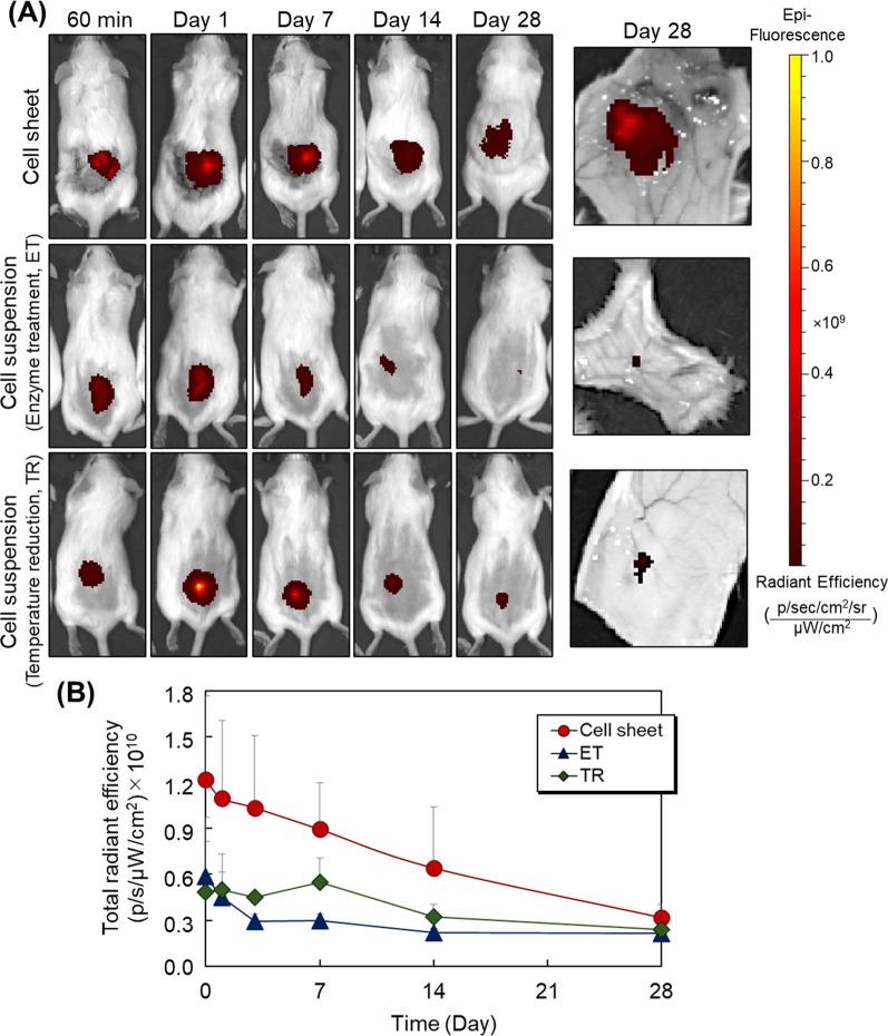 https://cdn.ncbi.nlm.nih.gov/pmc/blobs/1e66/10712142/1e68ef50194a/13287_2023_3593_Fig3_HTML.jpg