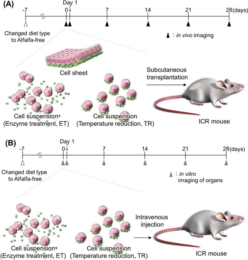 https://cdn.ncbi.nlm.nih.gov/pmc/blobs/1e66/10712142/b3eedc61428d/13287_2023_3593_Fig2_HTML.jpg