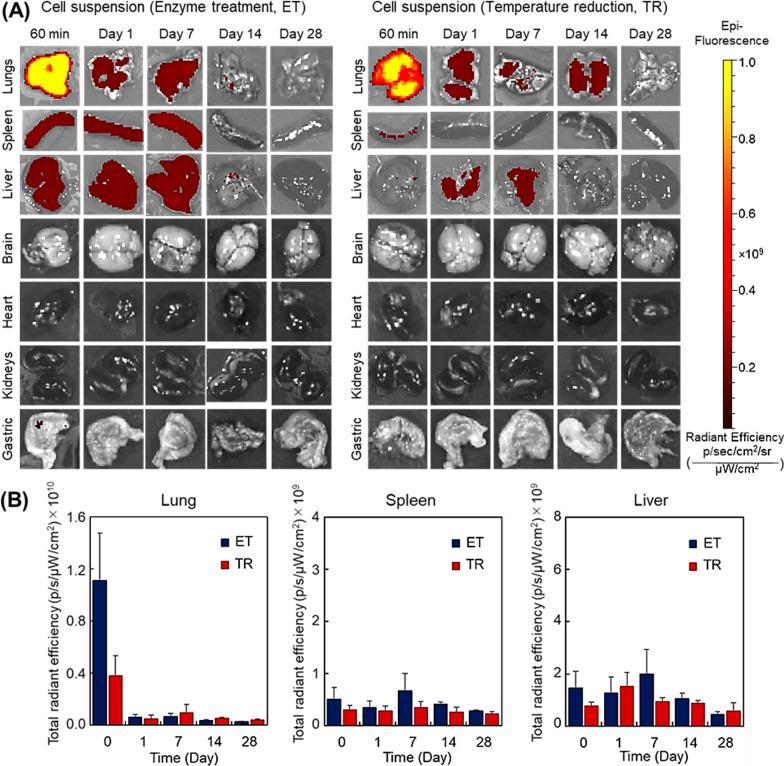 https://cdn.ncbi.nlm.nih.gov/pmc/blobs/1e66/10712142/dd7d1d78144c/13287_2023_3593_Fig4_HTML.jpg