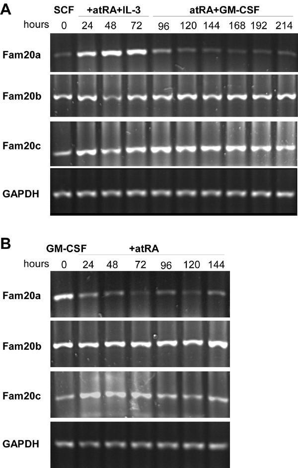 https://cdn.ncbi.nlm.nih.gov/pmc/blobs/1e66/548683/4cc86ae99ce2/1471-2164-6-11-10.jpg