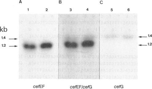 https://cdn.ncbi.nlm.nih.gov/pmc/blobs/1e67/205961/8db706349af3/jbacter00075-0333-a.jpg