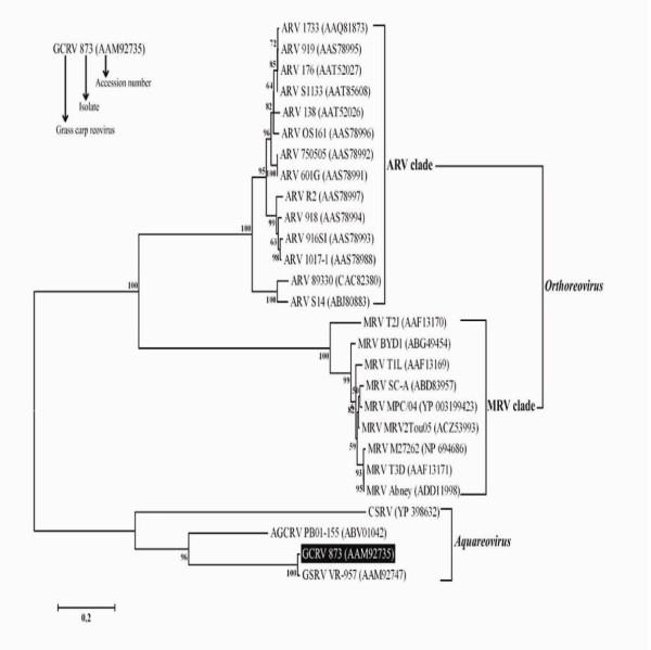 https://cdn.ncbi.nlm.nih.gov/pmc/blobs/1e6a/3101161/83bd936c8897/1743-422X-8-168-2.jpg