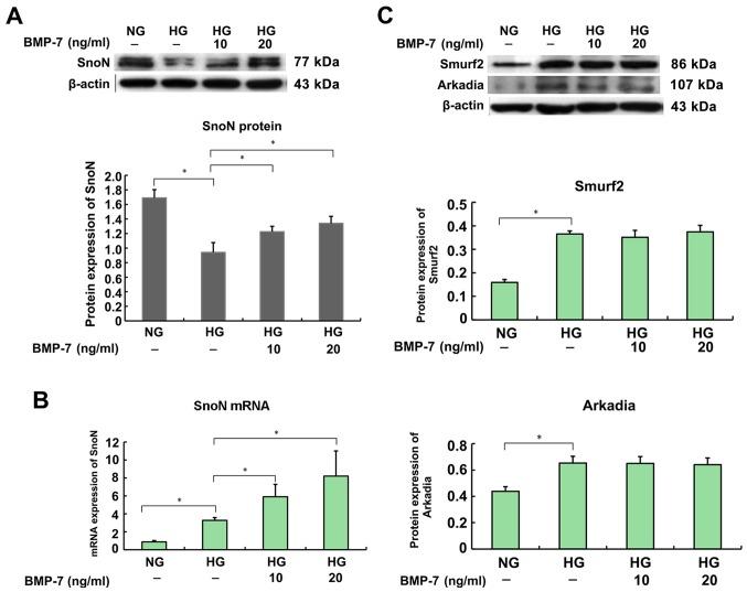https://cdn.ncbi.nlm.nih.gov/pmc/blobs/1e6c/5548011/cf900cc04ea7/MMR-16-03-3308-g03.jpg