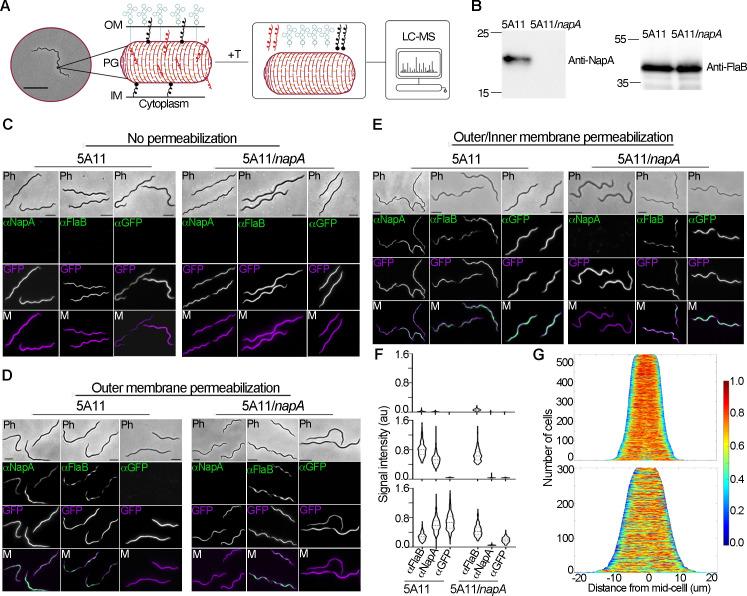 https://cdn.ncbi.nlm.nih.gov/pmc/blobs/1e6c/8118282/c074026cecc0/ppat.1009546.g001.jpg