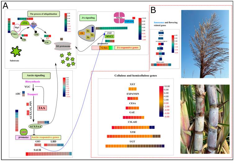 https://cdn.ncbi.nlm.nih.gov/pmc/blobs/1e77/11358940/83d6a61bc336/plants-13-02247-g003.jpg