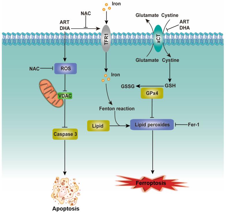 https://cdn.ncbi.nlm.nih.gov/pmc/blobs/1e79/8176242/52ce50512e71/jcav12p4075g007.jpg