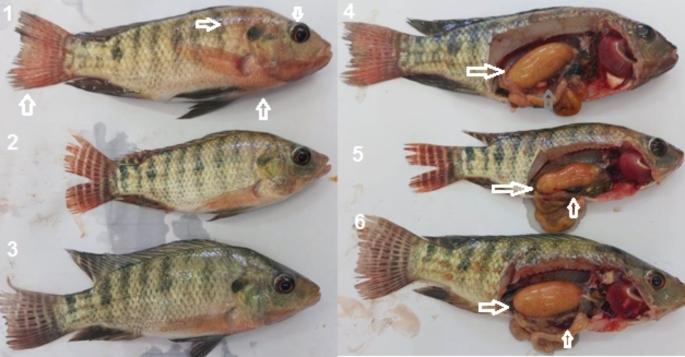 https://cdn.ncbi.nlm.nih.gov/pmc/blobs/1e7d/10766840/25cca36a0785/11033_2023_9033_Fig6_HTML.jpg