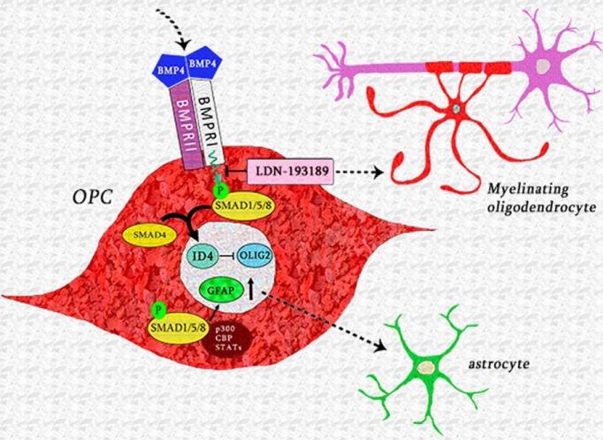 https://cdn.ncbi.nlm.nih.gov/pmc/blobs/1e80/6529590/211e07f7b380/enu002192931r001.jpg
