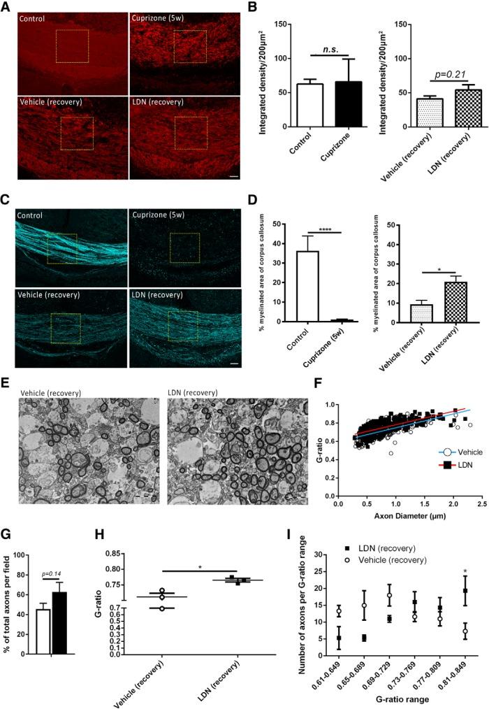 https://cdn.ncbi.nlm.nih.gov/pmc/blobs/1e80/6529590/449f54929310/enu0021929310001.jpg