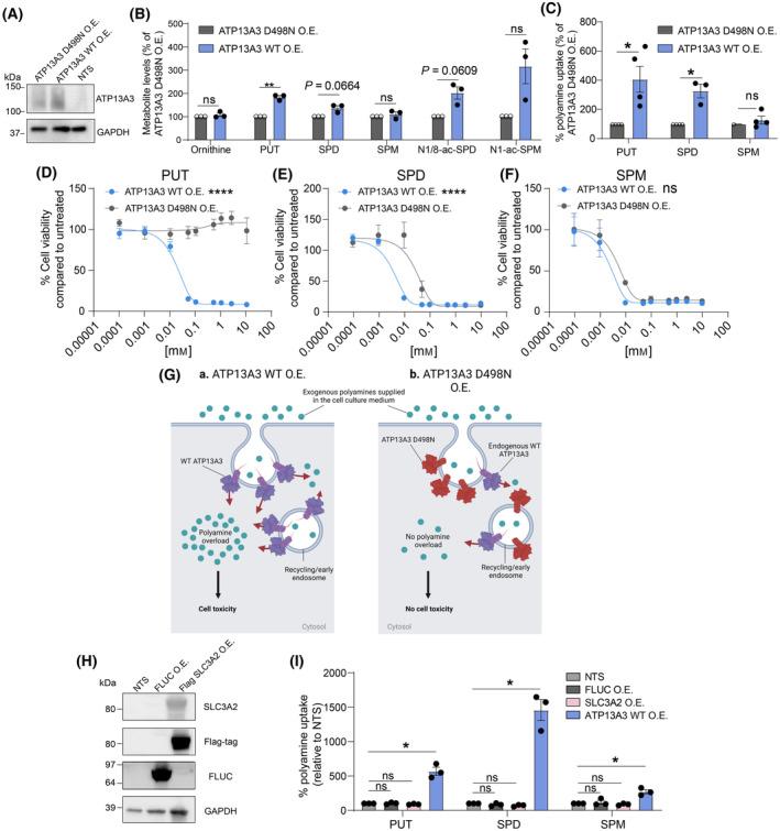 https://cdn.ncbi.nlm.nih.gov/pmc/blobs/1e81/11887671/bea7ccb9b487/MOL2-19-913-g008.jpg