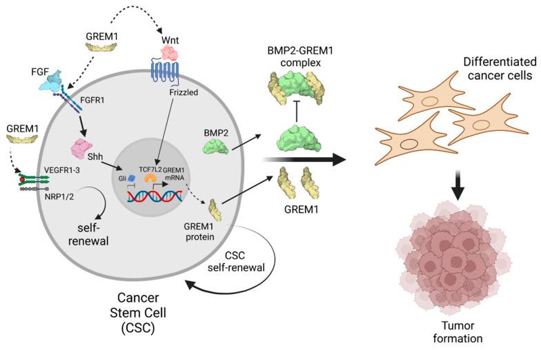 https://cdn.ncbi.nlm.nih.gov/pmc/blobs/1e83/12025430/67039ff61889/cells-14-00578-g002.jpg