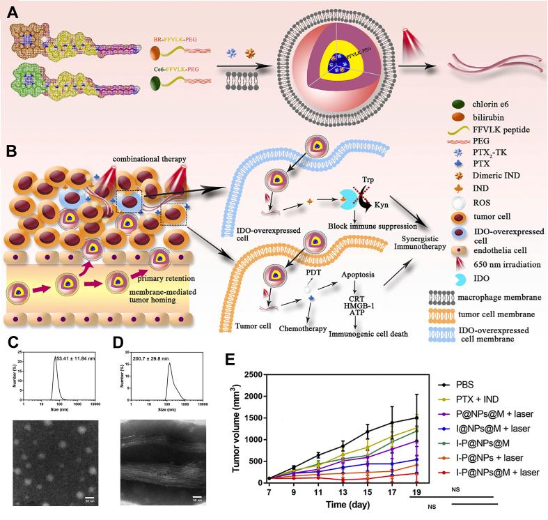 https://cdn.ncbi.nlm.nih.gov/pmc/blobs/1e84/9764075/ff881b2b8305/gr6.jpg