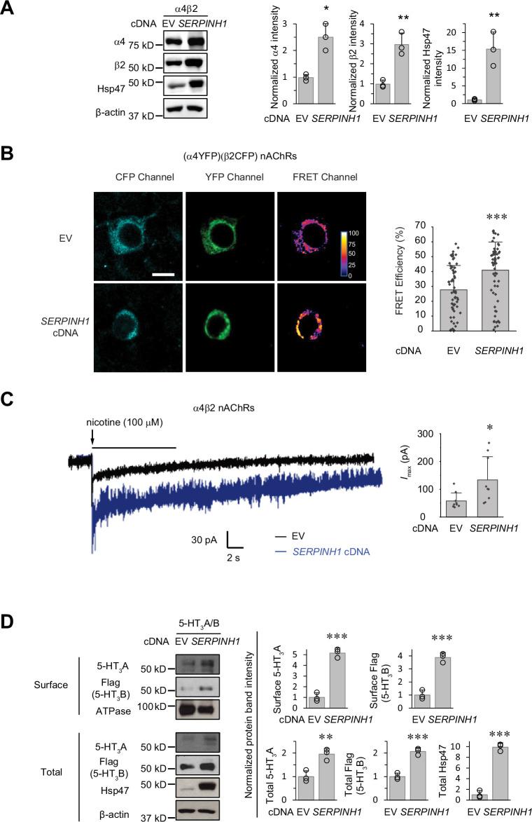 https://cdn.ncbi.nlm.nih.gov/pmc/blobs/1e85/11257679/47f76cb291b2/elife-84798-fig7.jpg