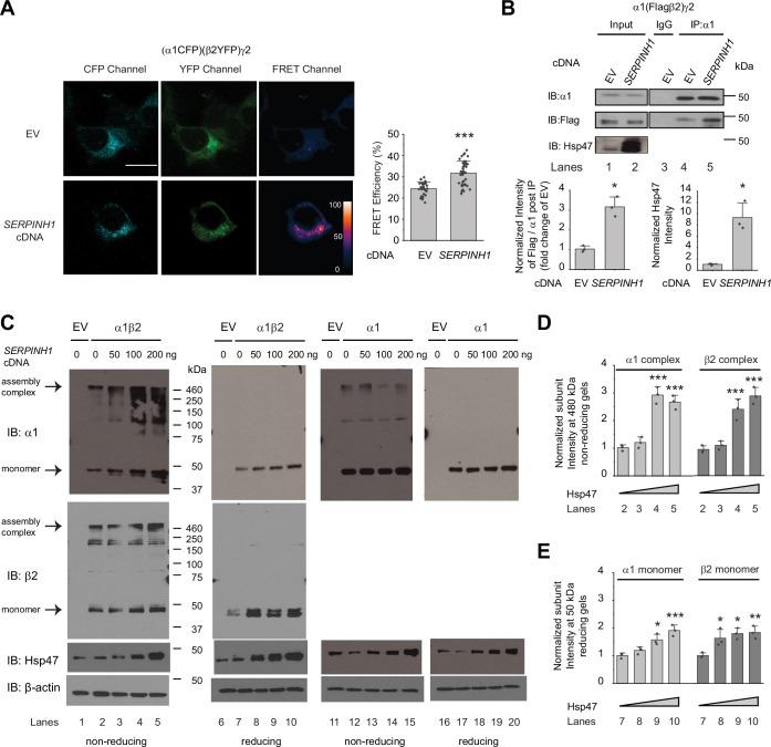 https://cdn.ncbi.nlm.nih.gov/pmc/blobs/1e85/11257679/82b5726f826c/elife-84798-fig4.jpg