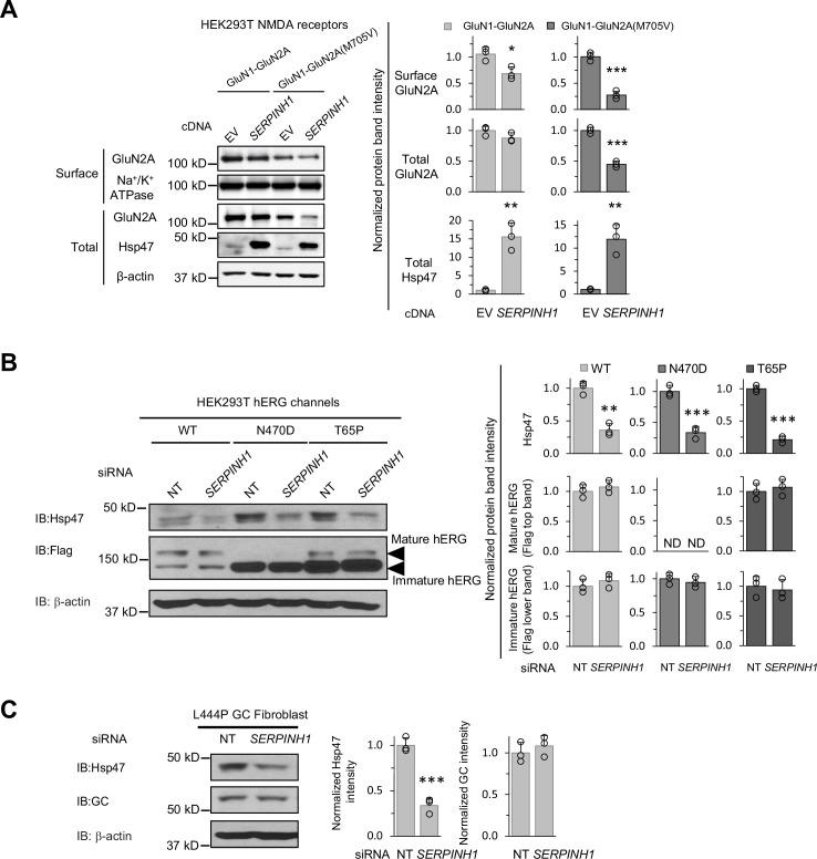 https://cdn.ncbi.nlm.nih.gov/pmc/blobs/1e85/11257679/f3ef968c6704/elife-84798-fig7-figsupp2.jpg
