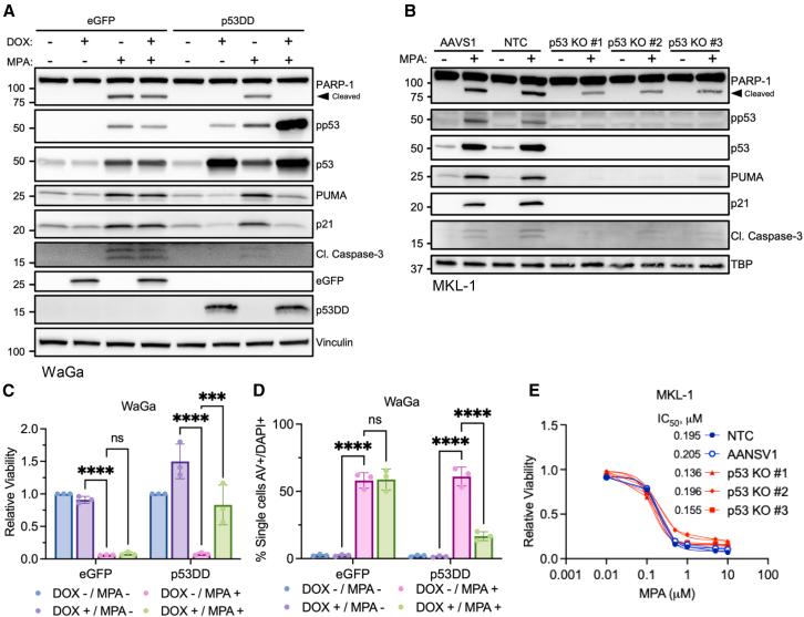 https://cdn.ncbi.nlm.nih.gov/pmc/blobs/1e86/12148403/afde571a90fb/gr2.jpg