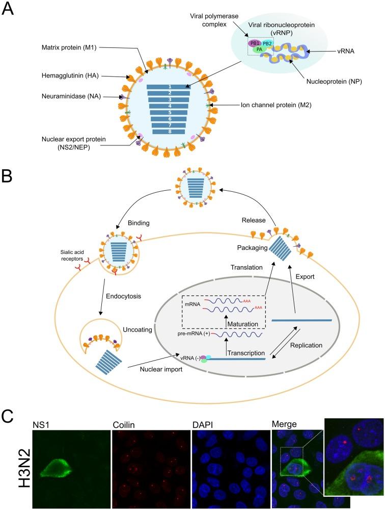 https://cdn.ncbi.nlm.nih.gov/pmc/blobs/1e86/4030477/fa0986e2940d/mbo0021418120001.jpg