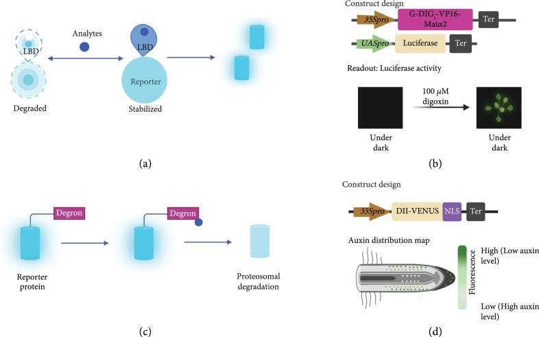 https://cdn.ncbi.nlm.nih.gov/pmc/blobs/1e89/10521658/a0b7795e53f5/9863496.fig.005.jpg