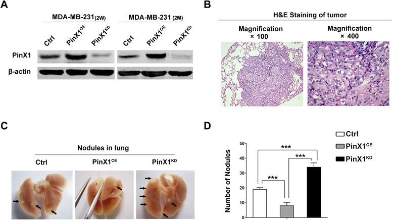 https://cdn.ncbi.nlm.nih.gov/pmc/blobs/1e8c/4404090/a7f9cd4c4e75/12943_2015_332_Fig5_HTML.jpg