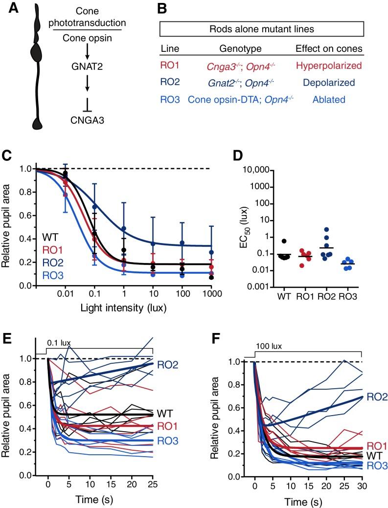 https://cdn.ncbi.nlm.nih.gov/pmc/blobs/1e8c/5079752/c3552f5510ea/elife-15392-fig2-figsupp4.jpg