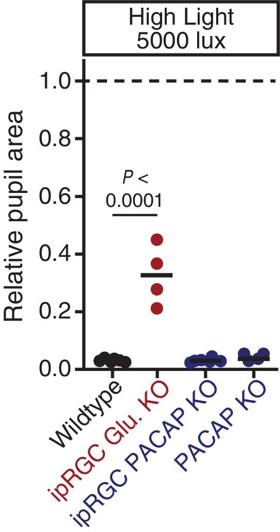 https://cdn.ncbi.nlm.nih.gov/pmc/blobs/1e8c/5079752/f7c77a861a0e/elife-15392-fig3-figsupp3.jpg
