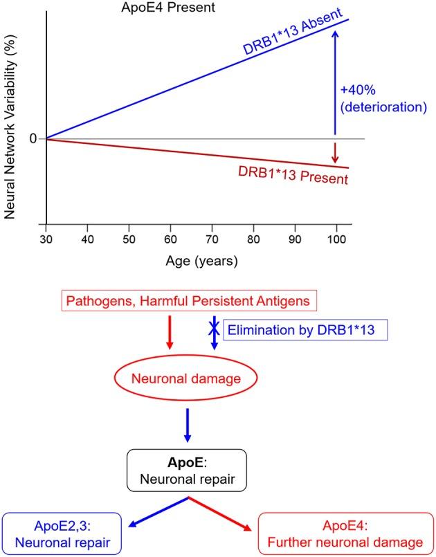 https://cdn.ncbi.nlm.nih.gov/pmc/blobs/1e8c/6473084/5f864419d737/fnagi-11-00082-g0001.jpg