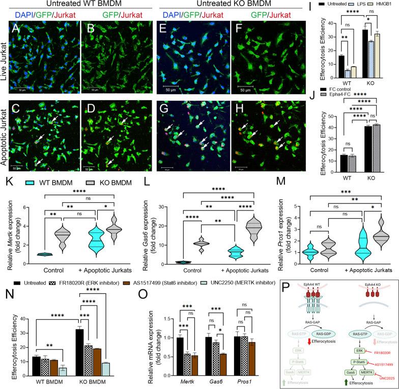 https://cdn.ncbi.nlm.nih.gov/pmc/blobs/1e91/10633953/1862d466f184/12974_2023_2940_Fig6_HTML.jpg