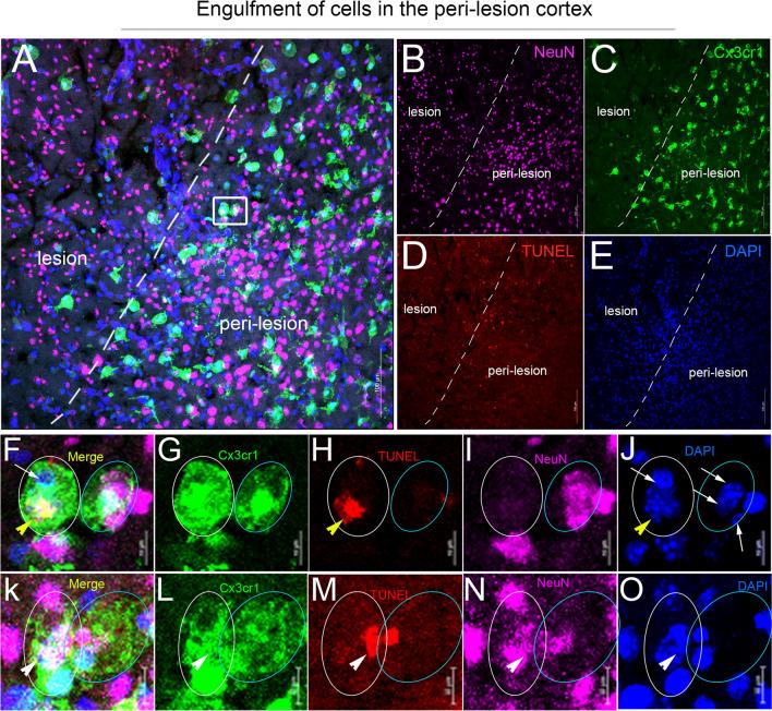 https://cdn.ncbi.nlm.nih.gov/pmc/blobs/1e91/10633953/8a70ac0c7a02/12974_2023_2940_Fig3_HTML.jpg