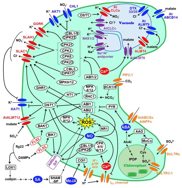 https://cdn.ncbi.nlm.nih.gov/pmc/blobs/1e92/6359458/2ebae2533715/plants-08-00009-g001.jpg