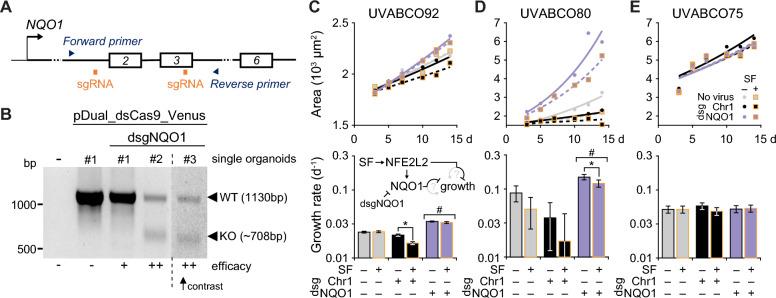https://cdn.ncbi.nlm.nih.gov/pmc/blobs/1e98/11687200/9fe920d9ea6e/13058_2024_1931_Fig7_HTML.jpg