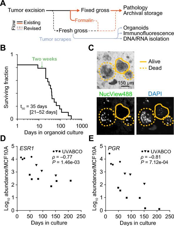 https://cdn.ncbi.nlm.nih.gov/pmc/blobs/1e98/11687200/d65eb2fd487f/13058_2024_1931_Fig1_HTML.jpg