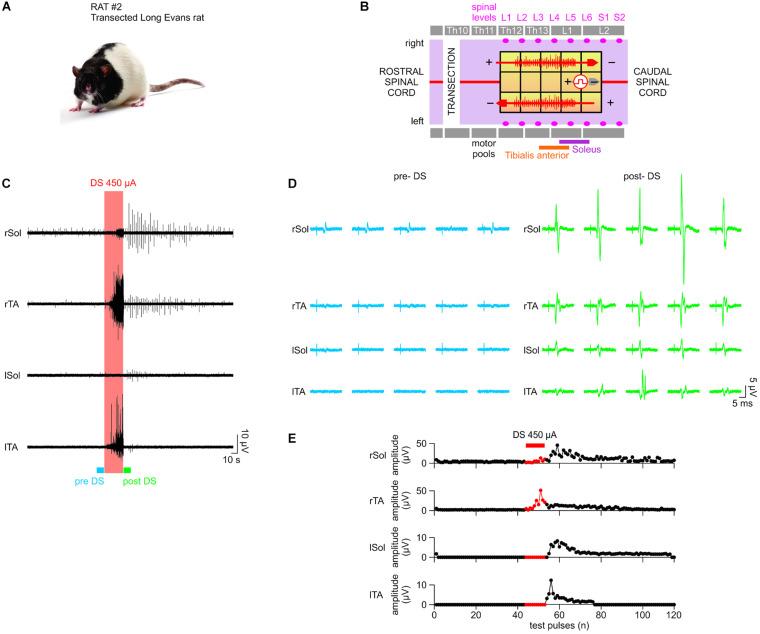 https://cdn.ncbi.nlm.nih.gov/pmc/blobs/1e9a/8358079/af8d386fe50b/fnins-15-697731-g009.jpg