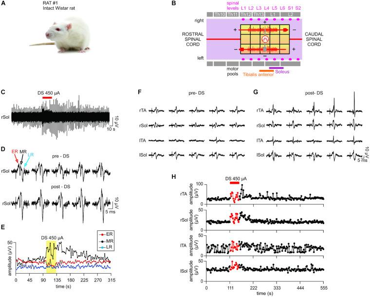 https://cdn.ncbi.nlm.nih.gov/pmc/blobs/1e9a/8358079/cc0c9e1c149f/fnins-15-697731-g008.jpg