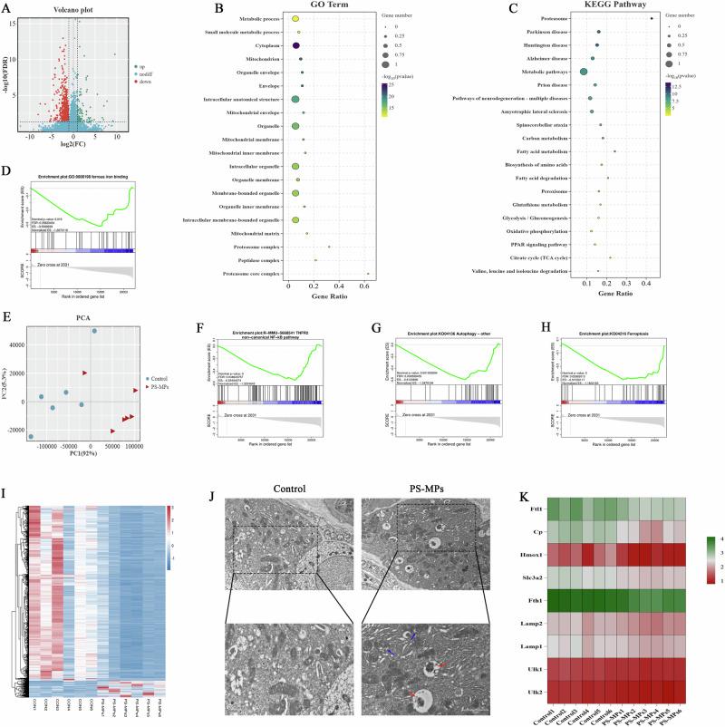 https://cdn.ncbi.nlm.nih.gov/pmc/blobs/1e9b/12259839/41a713591e0b/41538_2025_517_Fig5_HTML.jpg