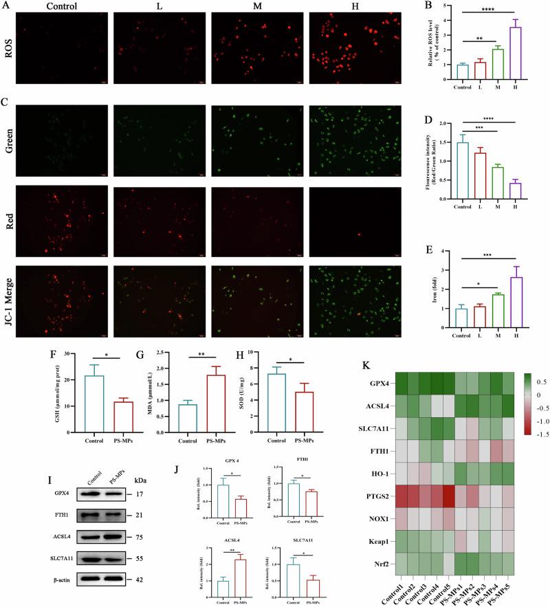 https://cdn.ncbi.nlm.nih.gov/pmc/blobs/1e9b/12259839/4a7c80277a84/41538_2025_517_Fig6_HTML.jpg