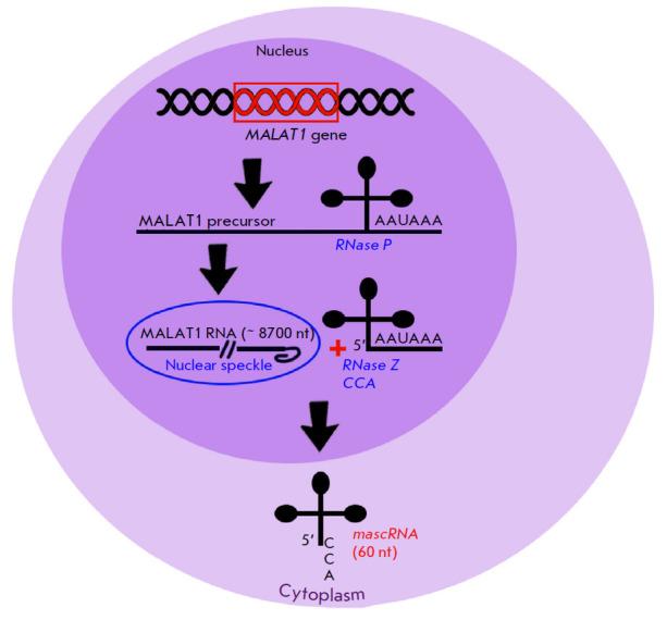 https://cdn.ncbi.nlm.nih.gov/pmc/blobs/1e9c/10395780/6a0cc764410f/AN20758251-15-02-032-g001.jpg