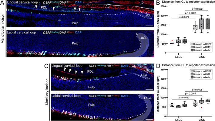 https://cdn.ncbi.nlm.nih.gov/pmc/blobs/1ea0/9300090/32143366a778/JBMR-37-323-g001.jpg