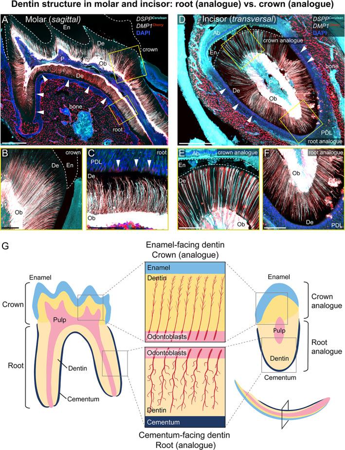 https://cdn.ncbi.nlm.nih.gov/pmc/blobs/1ea0/9300090/6fbd9ae25ec2/JBMR-37-323-g005.jpg